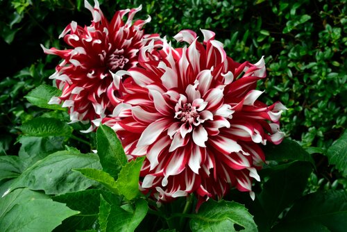 Dahlia x-factor - afbeelding 2
