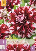 Dahlia x-factor