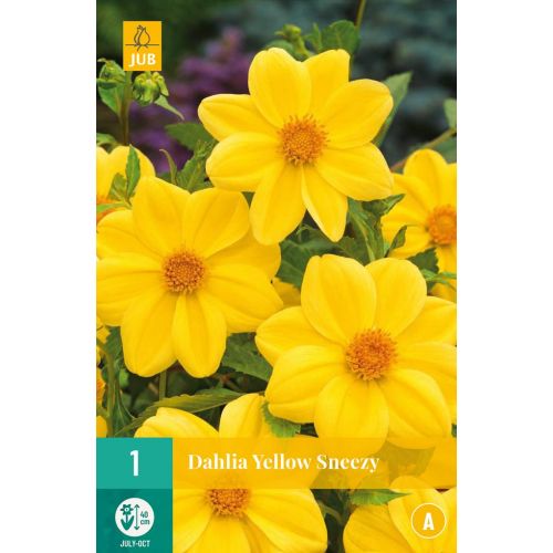 Dahlia yellow sneezy - afbeelding 1