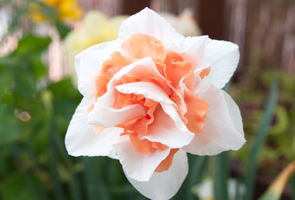 Dubbelbloemige narcissen