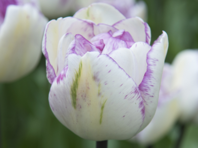 Dubbelbloemige tulpen