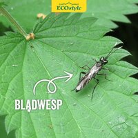 Ecostyle Aaltjes tegen larven bladwesp 60 m² - afbeelding 2