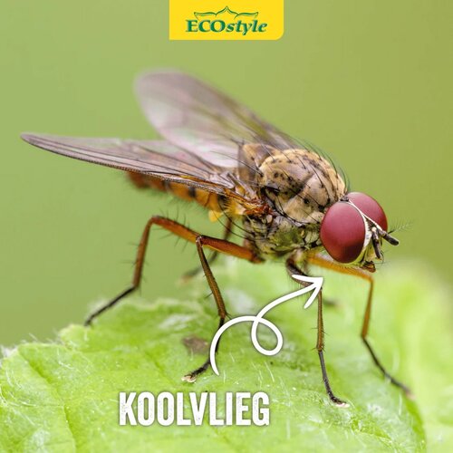 Ecostyle aaltjes tegen larven koolvlieg 60 m2 - afbeelding 3
