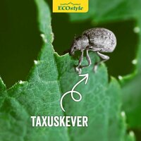 Ecostyle aaltjes tegen larven taxus-kever H 50 m² - afbeelding 3