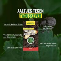 Ecostyle aaltjes tegen larven taxus-kever L 100 m² - afbeelding 2