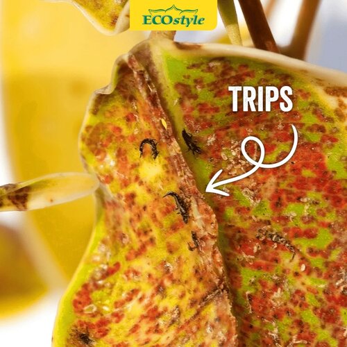 Ecostyle Aaltjes tegen larven trips 100 m² - afbeelding 3