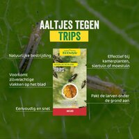Ecostyle Aaltjes tegen larven trips 50 m² - afbeelding 2