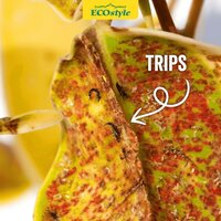 Ecostyle Aaltjes tegen larven trips 50 m² - afbeelding 3