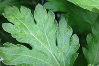 Ecostyle Aaltjes tegen larven trips 50 m² - afbeelding 2