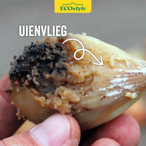Ecostyle aaltjes tegen larven uienvlieg 60 m2 - afbeelding 3