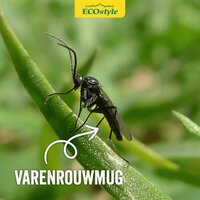 Ecostyle Aaltjes tegen varenrouwmug 25-50 planten - afbeelding 3