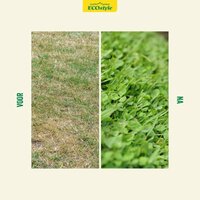Ecostyle AZstyle Graszaad met microklaver 1 kg - afbeelding 3