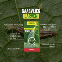 Ecostyle gaasvlieg tegen bladluis 50 m² - afbeelding 2