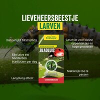 Ecostyle larven van lieveheersbeestje 5 m² - afbeelding 2