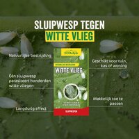 Ecostyle Sluipwesp tegen larven witte vlieg 10 m² - afbeelding 2