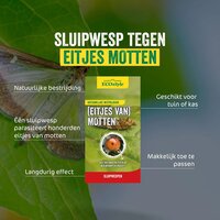 Ecostyle sluipwespen tegen eitjes van motten - afbeelding 2