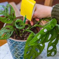 Ecostyle vangplaten - afbeelding 3