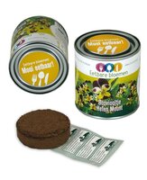 Eetbare bloemen in blik Bosviooltje Helen Mount