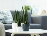 Elho brussels round mini 7 cm antraciet - afbeelding 2