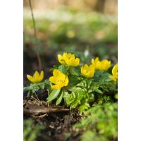 Eranthis cilicica 15 knollen - afbeelding 3