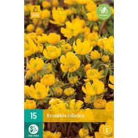 Eranthis cilicica 15 knollen - afbeelding 3