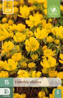 Eranthis cilicica 15 knollen - afbeelding 4