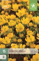 Eranthis cilicica 15 knollen