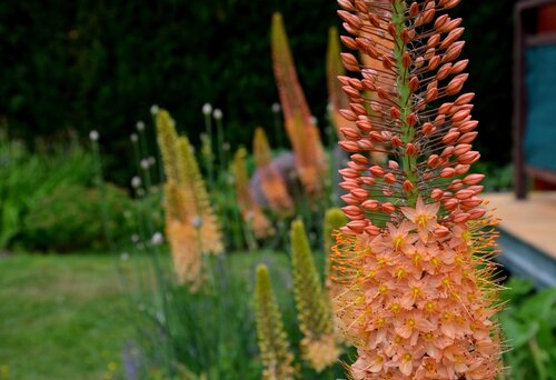 Eremurus cleopatra - afbeelding 2