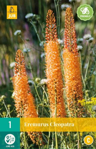 Eremurus cleopatra - afbeelding 1