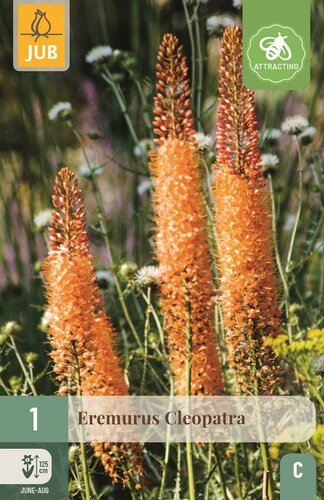 Eremurus cleopatra - afbeelding 1