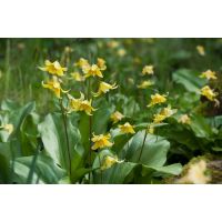 Erythronium pagoda 3 bollen - afbeelding 2