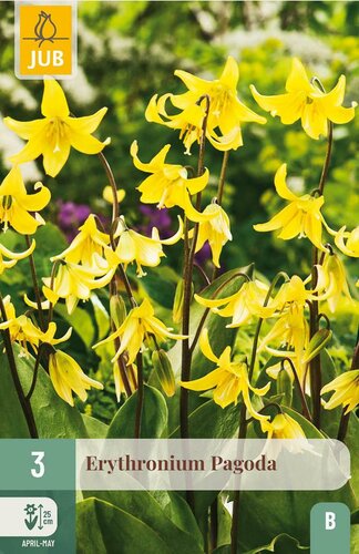 Erythronium pagoda 3 bollen - afbeelding 4
