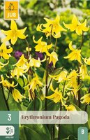 Erythronium pagoda 3 bollen - afbeelding 4