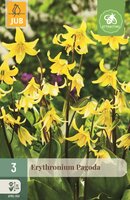 Erythronium pagoda 3 bollen