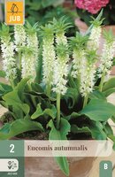 Eucomis autumnalis