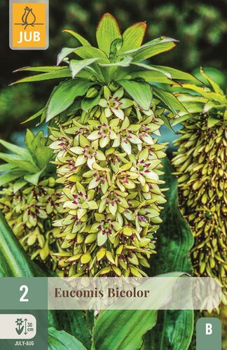 Eucomis bicolor 2 bollen - afbeelding 1