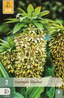 Eucomis bicolor 2 bollen