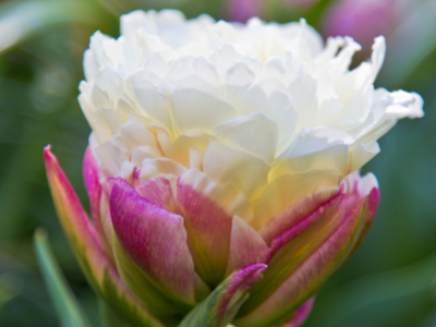 Exclusieve tulpen