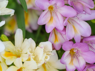Freesia