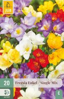 Freesia enkel mix 20 bollen - afbeelding 2