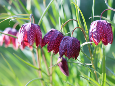 Fritillaria