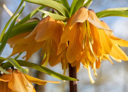 Fritillaria