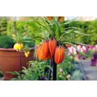 Fritillaria imperialis aurora 1 bol - afbeelding 2