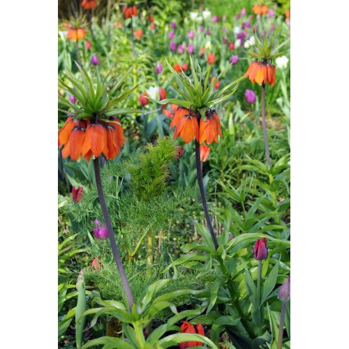 Fritillaria imperialis aurora 1 bol - afbeelding 3