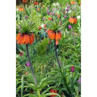 Fritillaria imperialis aurora 1 bol - afbeelding 3