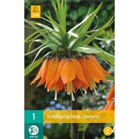 Fritillaria imperialis aurora 1 bol - afbeelding 1