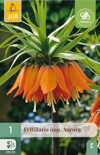 Fritillaria imperialis aurora 1 bol - afbeelding 4