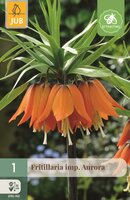 Fritillaria imperialis aurora 1 bol