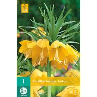 Fritillaria imperialis lutea 1 bol - afbeelding 3
