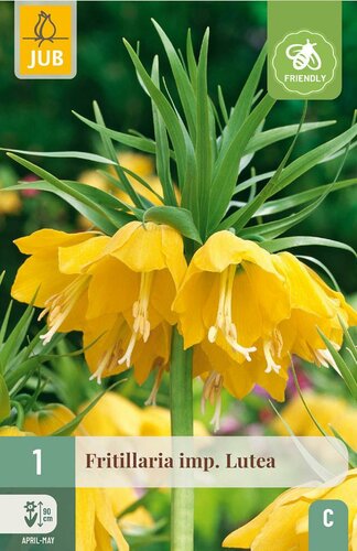 Fritillaria imperialis lutea 1 bol - afbeelding 4